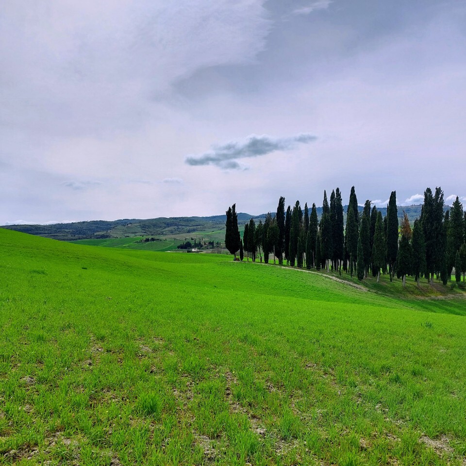 Cipressi di San Quirico d'Orcia