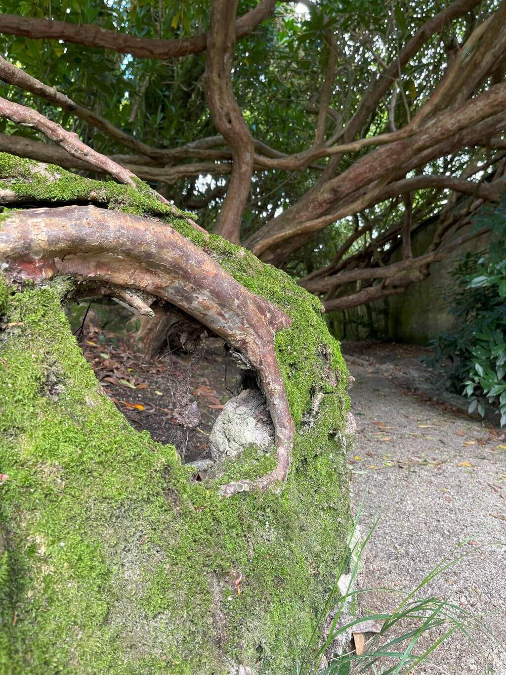 albero scavato lost gardens of heligan