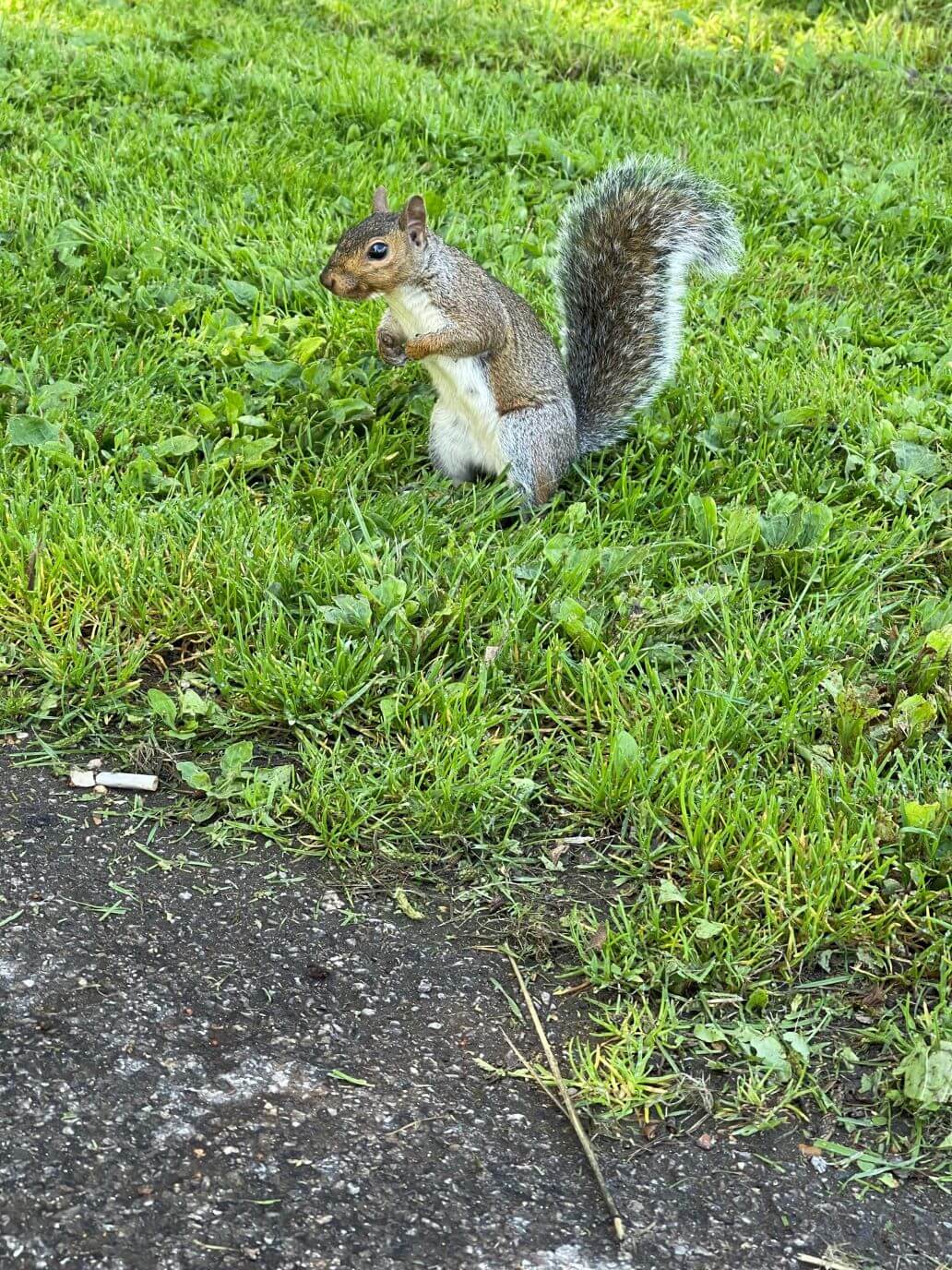 scoiattolo di hyde park
