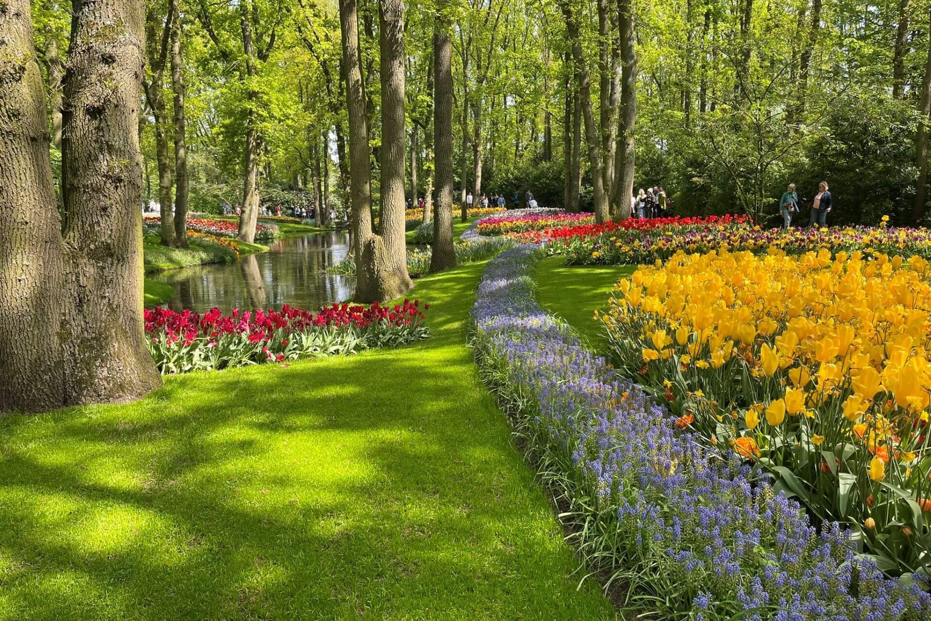 una serie di gruppi di tulipani al parco keukenhof